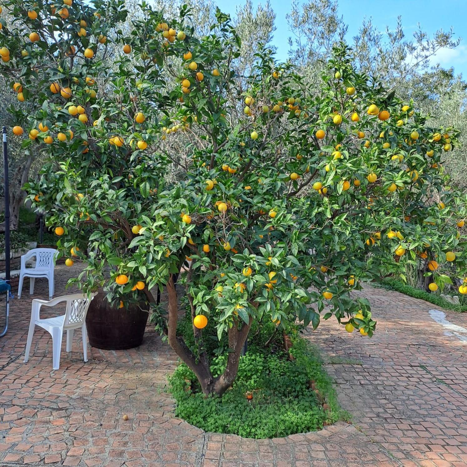 Villa Gatto 罗梅塔马雷亚 外观 照片